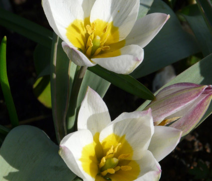 Tulipa polychroma