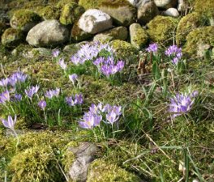 Crocus tommasinianus