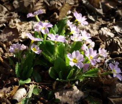 Primula vulgaris ssp. sibthorpii 