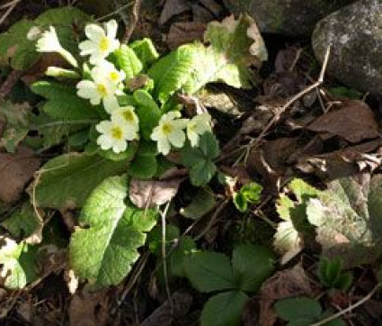 Primula vulgaris