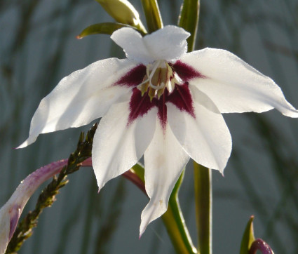 Gladiolus callianthus ‘Murilae’