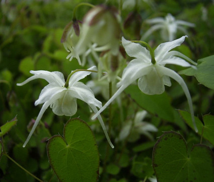 Epimedium grandiflorum ‘Creeping Yellow’