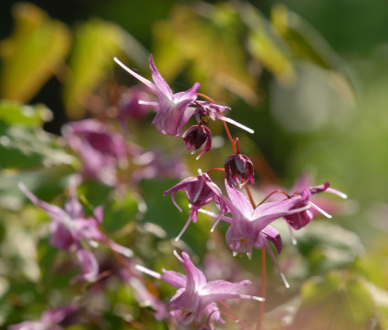 Epimedium grandiflorum ‘Lilafee’