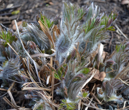 Pulsatilla vulgaris