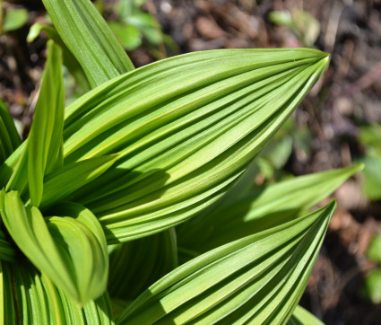 Veratrum nigrum