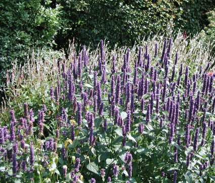 Agastache Rugosa-Hybride ‘Black Adder’