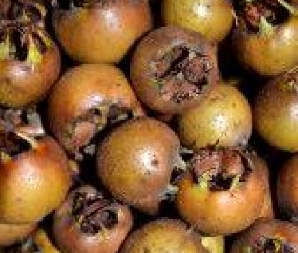 Mespilus germanica