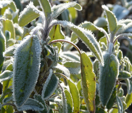 Salvia officinalis