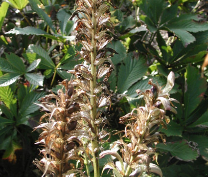 Acanthus hungaricus