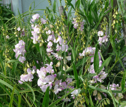 Lathyrus latifolius ‘Rosa Perle’