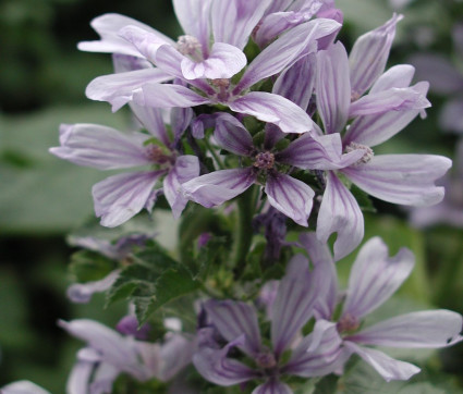 Malva sylvestris