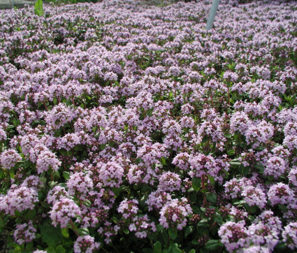 Thymus longicaulis ssp odoratus