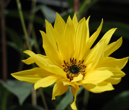 Helianthus tuberosus