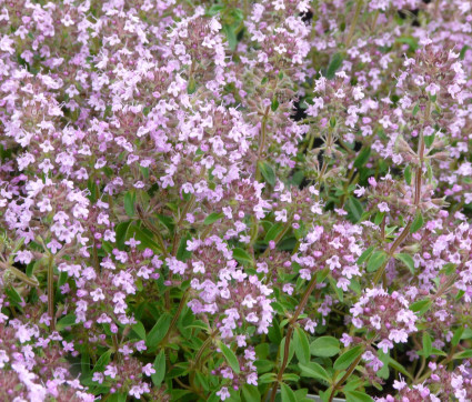 Thymus species ‘Bergamotte’