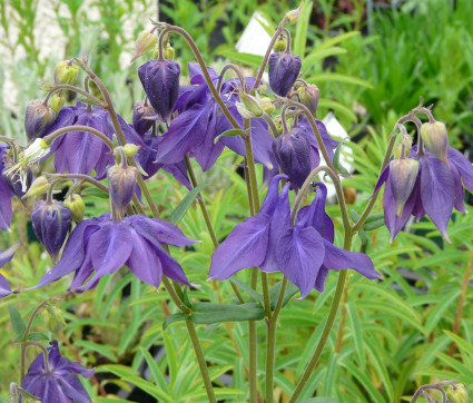 Aquilegia vulgaris