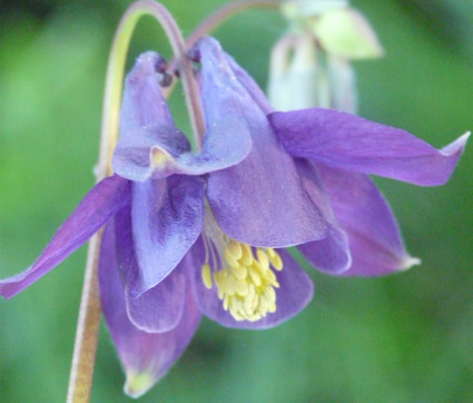 Aquilegia vulgaris 'Wildform'