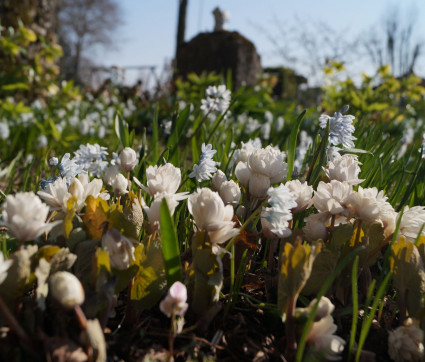 Sanguinaria canadensis 'Multiplex'