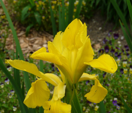 Iris Spuria-Hybride 'Skyline'