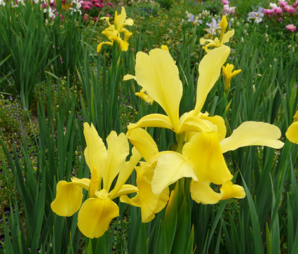 Iris Spuria-Hybride 'Skyline'