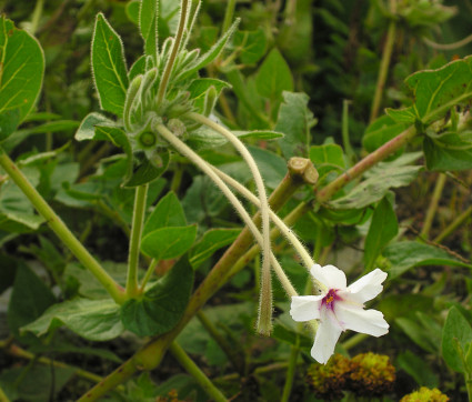 Mirabilis longiflora