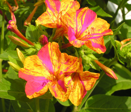 Mirabilis jalapa – Wunderblume