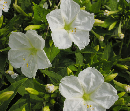 Mirabilis jalapa – Wunderblume