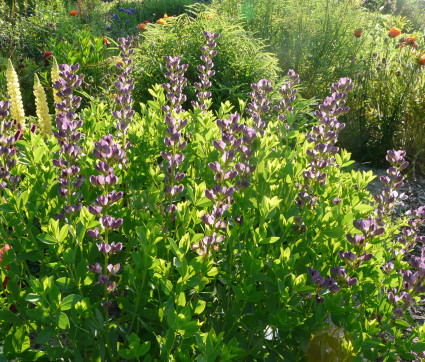 Baptisia Hybride 'Twilite Prairieblues' ®