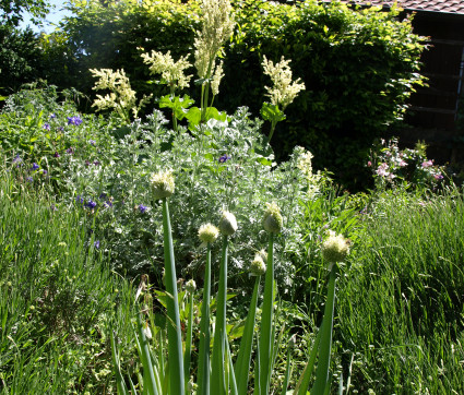 Rheum rhabarbarum mit Allium fistulosum