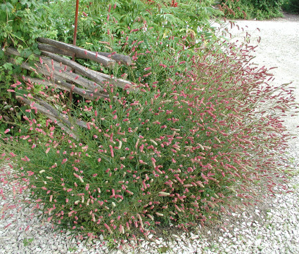 Sanguisorba officinalis 'Pink Tanna'