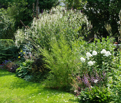 Sanguisorba tenuifolia 'Albiflora'