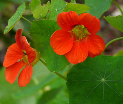 Tropaeolum majus