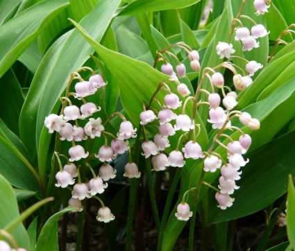 Convallaria majalis 'Rosea'