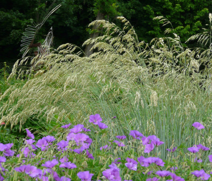 Helictotrichon sempervirens 'Saphirsprudel' 