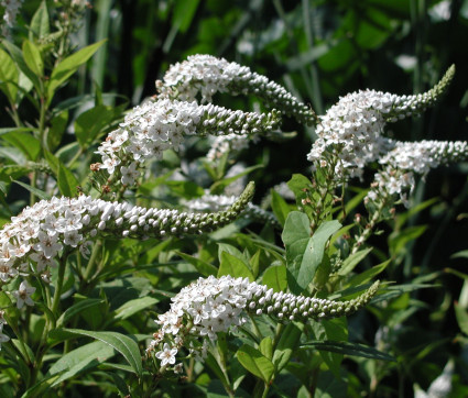 Lysimachia clethroides