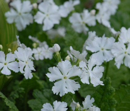 Primula sieboldii 'Queen of Whites'