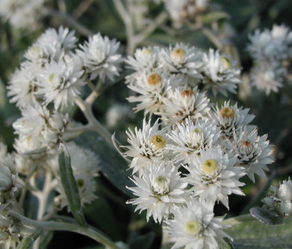 Anaphalis triplinervis 'Silberregen' – Perlkörbchen, Silberimmortelle