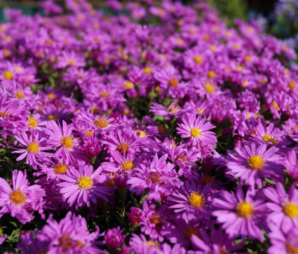 Aster dumosus 'Kassel' – Kissen-Aster