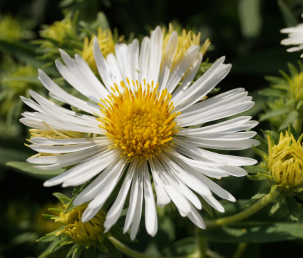 Aster novae-angliae 'Herbstschnee' – Raublatt-Aster