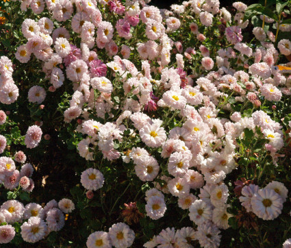 Chrysanthemum Indicum-Hybride 'Julia' – Herbst-Chrysantheme