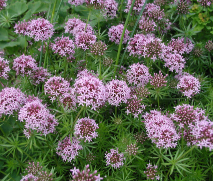 Crucianella (Phuopsis) stylosa 'Purpurglut' – Scheinwaldmeister 