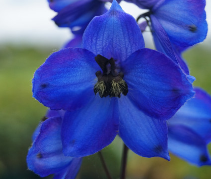 Delphinium Elatum-Hybride 'Waldenburg' – Hoher Rittersporn