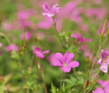 Geranium x oxonianum 'Rosenlicht' – Storchschnabel