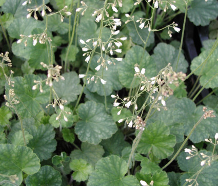 Heuchera x brizoides 'Schneewittchen' – Grünes Purpurglöckchen