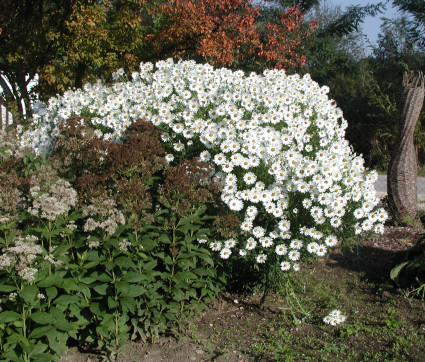 Leucanthemella serotina 'Herbststern' – Oktober-Margerite