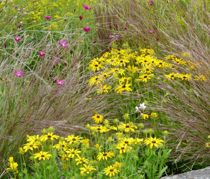 Rudbeckia missouriensis