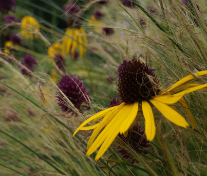 Rudbeckia und Allium sphaerocephalon vor Stipa tenuissima