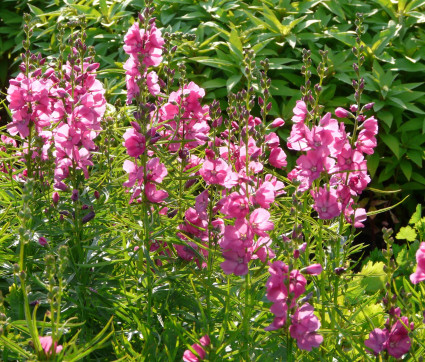 Sidalcea oregana 'Brilliant'