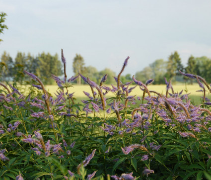 Veronicastrum virginicum