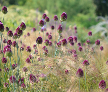 Allium sphaerocephalon