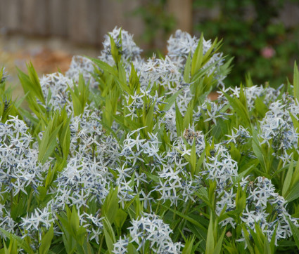 Amsonia tabernaemontana